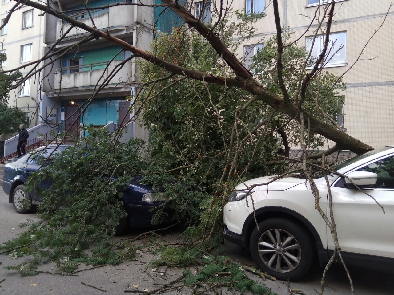 На проспекте Королёва, 34, дерево упало на «Шкоду Октавию» и «Ниссан Кашкай».